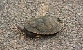 turtle on road